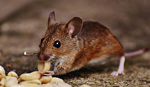 24 Hour & Emergency Exterminators in Rose Hill, NC